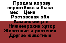 Продам корову первотёлка и быка 5 мес › Цена ­ 50 000 - Ростовская обл., Каменский р-н, Нижнеерохин хутор Животные и растения » Другие животные   